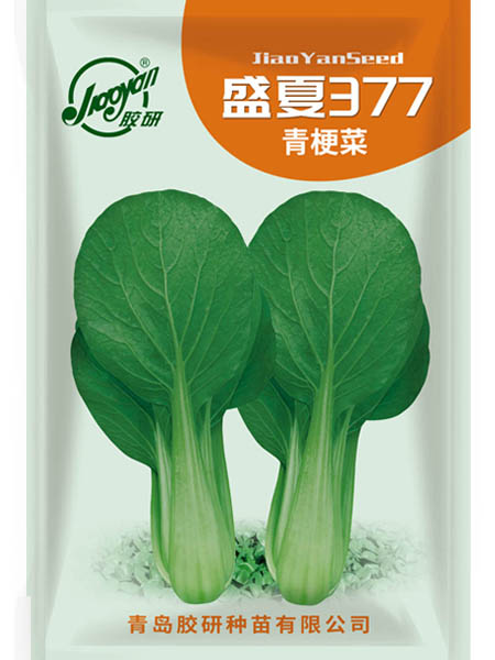 盛夏377——油菜